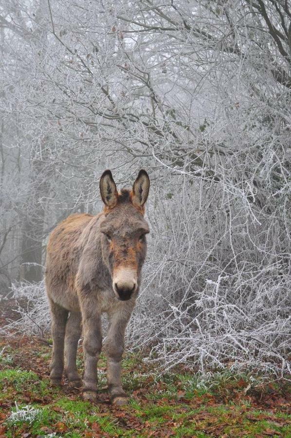 Domaine De Kernanou Otel Ploërmel Dış mekan fotoğraf