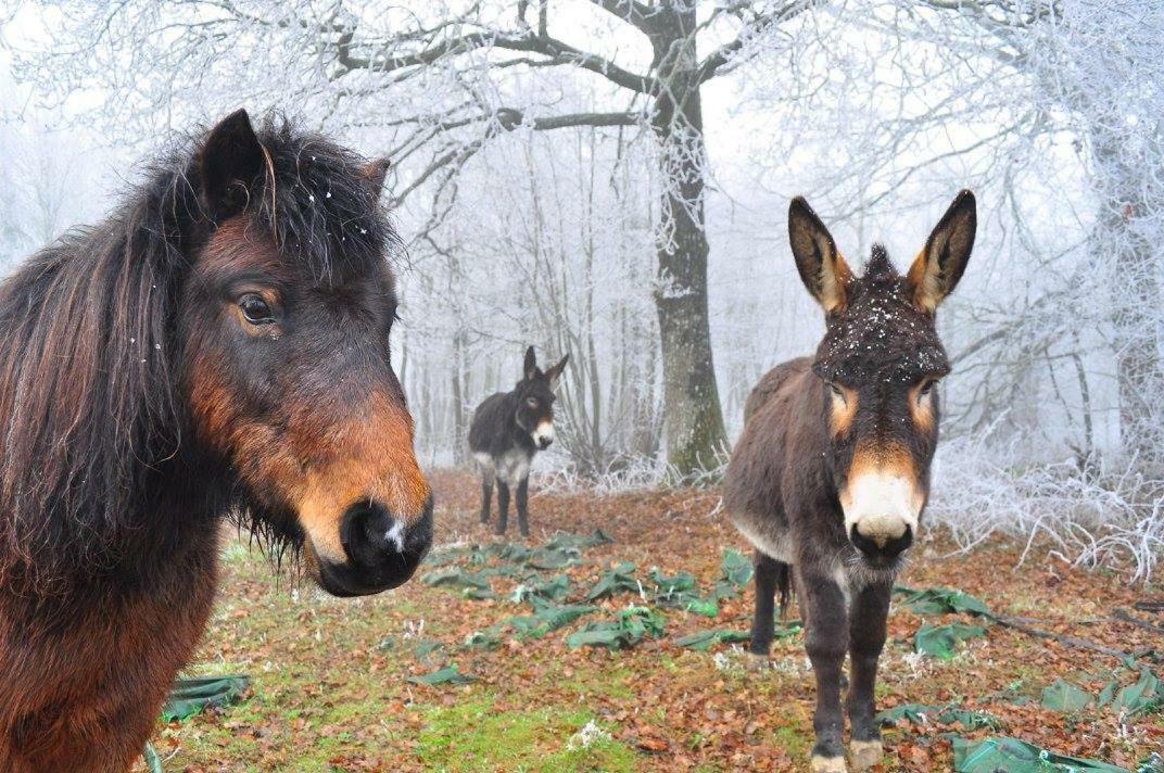 Domaine De Kernanou Otel Ploërmel Dış mekan fotoğraf